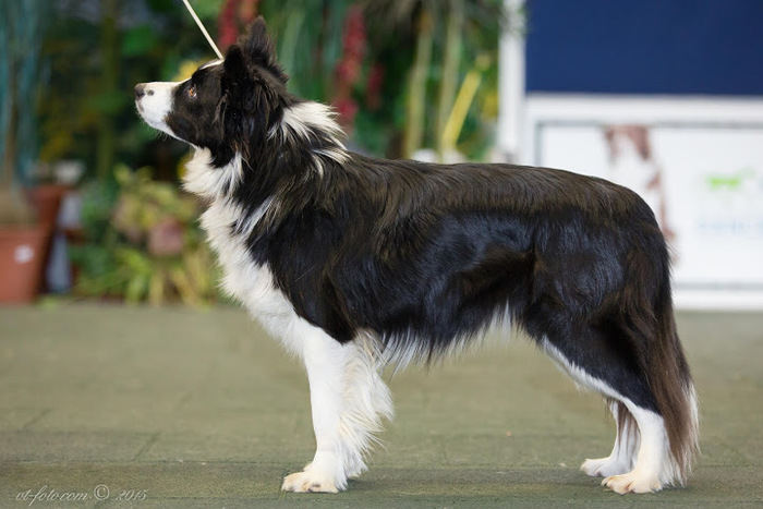 Neera Tender Flash "Neera" *15.7.2014  fena / female DNA CEA normal (by parentage) DNA TNS normal (by parentage), DNA GG N/N (tested) DOV-  PRA/CEA- negativní primary glaukom- clear HD A, ED 0/0, OCD clear, (MVDr. Ekr)  výborná, exellent  Zkoušky/Exams: BH, ZOP